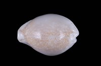 藏品(初雪寶螺)的圖片